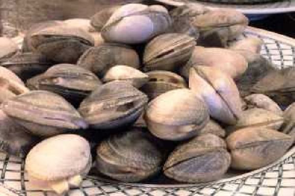 Mariscadores Mariscadores