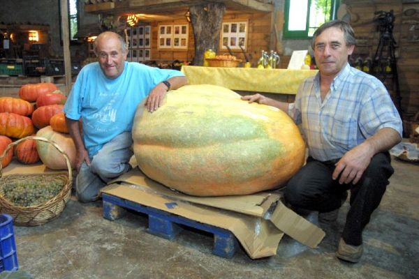 Calabaza gigante Calabaza gigante