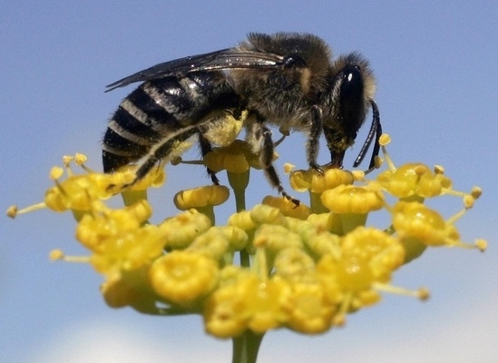 Las abejas podrían ser los 'espantaelefantes' en África Las abejas podrían ser los 'espantaelefantes' en África