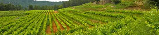 Viñedo Viñedo