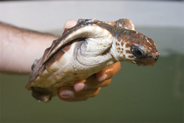 Tortuga Boba Tortuga Boba