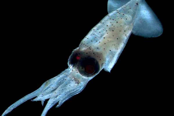 Hasta cien posibles nuevas especies de fauna marina en Mar de Célebes Hasta cien posibles nuevas especies de fauna marina en Mar de Célebes