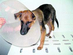 Pierde la custodia del perro por arrastrarlo con la moto Pierde la custodia del perro por arrastrarlo con la moto