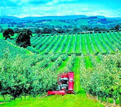 Arranca la recogida de la manzana Arranca la recogida de la manzana