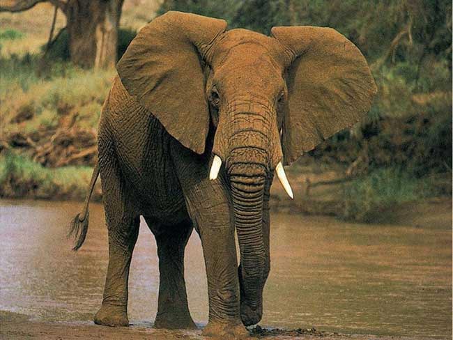 Ejemplar de elefante africano Ejemplar de elefante africano