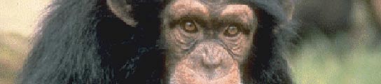 Chimpancé Chimpancé