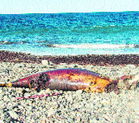 Delfín muerto en la playa Delfín muerto en la playa
