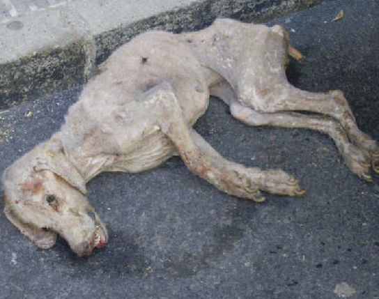 Perro que agoniza en Lorca Perro que agoniza en Lorca