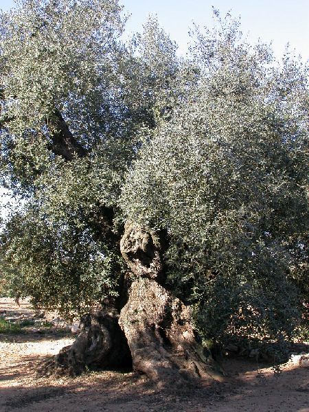 Olivo Olivo