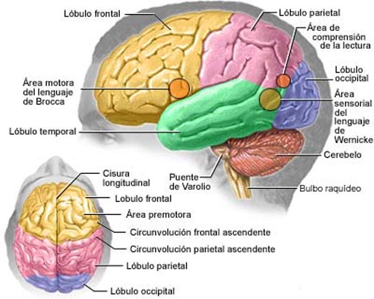 Areas principales del cerebro
