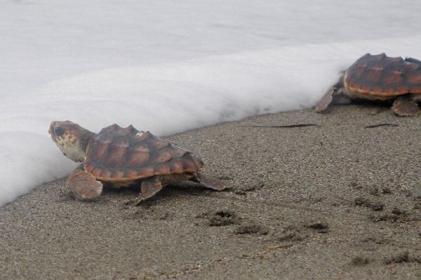 Tortugas bobas Tortugas bobas