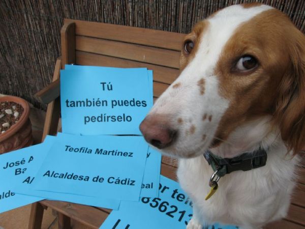 Mona pedirá a los alcaldes que cancelen los contratos con la perrera de puerto real 544 Mona pedirá a los alcaldes que cancelen los contratos con la perrera de puerto real 544