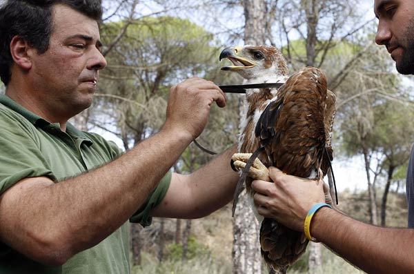 Cría de Águila Imperial Cría de Águila Imperial