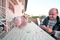 La paloma que murió en acto de servicio La paloma que murió en acto de servicio