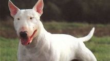 Bull terrier. Bull terrier.
