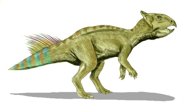 Cerasinops hodgskissi, la nueva especie de dinosaurio Cerasinops hodgskissi, la nueva especie de dinosaurio