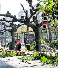 Poda de árboles en Gijón Poda de árboles en Gijón
