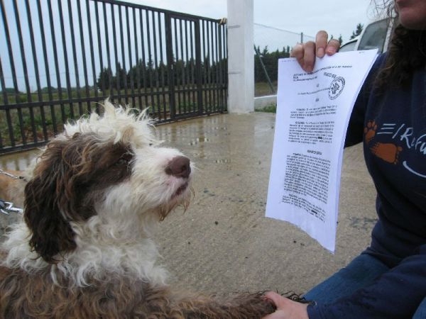 Cierran cautelarmente la perrera de Puerto Real Cierran cautelarmente la perrera de Puerto Real