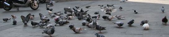 Un grupo de palomas en plena calle Un grupo de palomas en plena calle