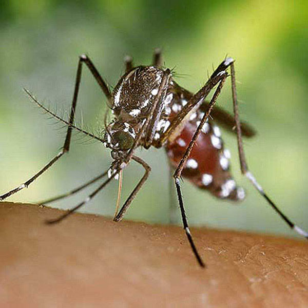 Mosquito Tigre Mosquito Tigre