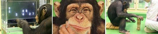 Chimpancés que memorizan números Chimpancés que memorizan números
