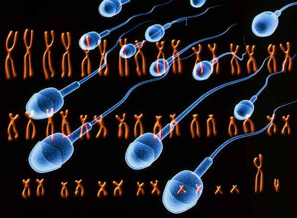 Genes y reloj biológico Genes y reloj biológico