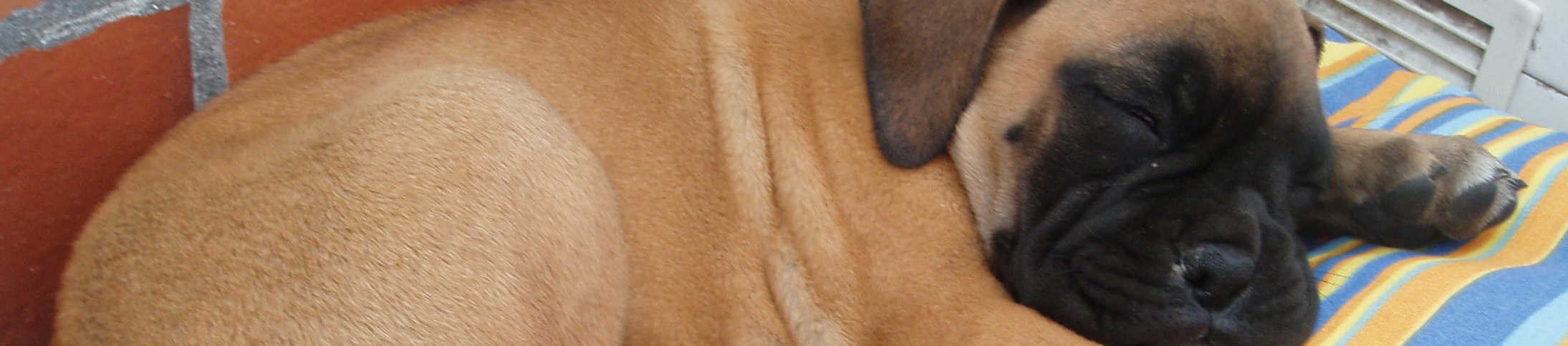 perro