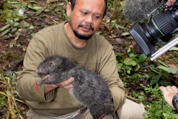RATA GIGANTE RATA GIGANTE