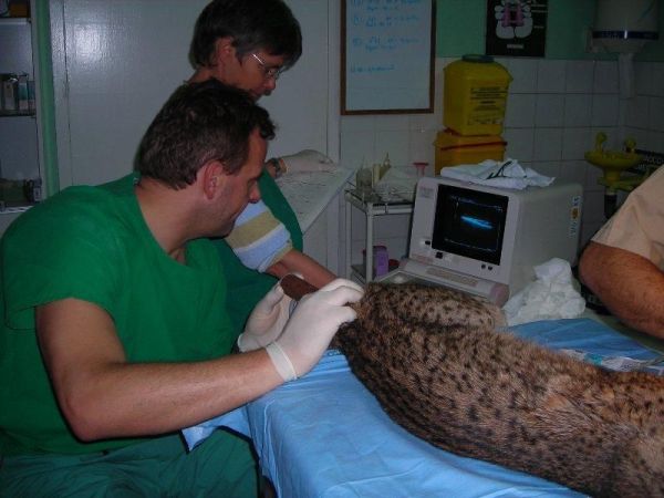 Los expertos revisan a los linces del Zoobotánico Los expertos revisan a los linces del Zoobotánico