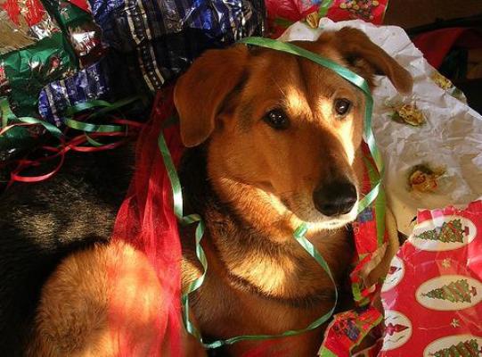 APADAT propone adoptar un animal en Navidad APADAT propone adoptar un animal en Navidad