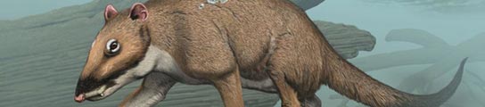 El 'Indohyus'