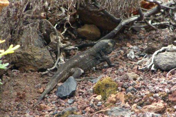 Lagarto gigante Lagarto gigante