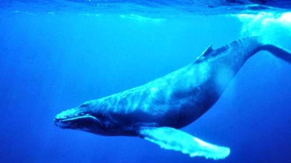 Ballena Jorobada Ballena Jorobada
