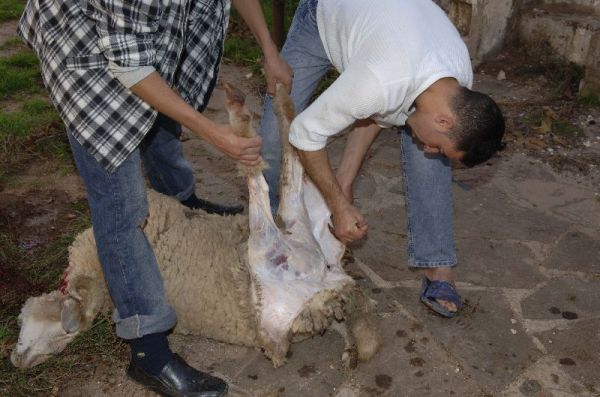 Sacrificio de corderos Sacrificio de corderos