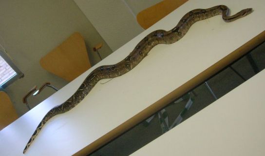 boa constrictor boa constrictor