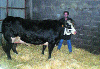 Se vende ‘caviar’ de... supervaca Se vende ‘caviar’ de... supervaca