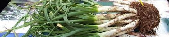 'Calçot' de Valls