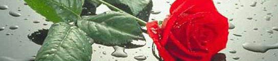 Rosa Rosa