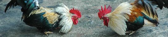 Pelea Gallos Pelea Gallos
