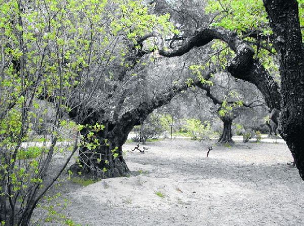 Olivar Olivar