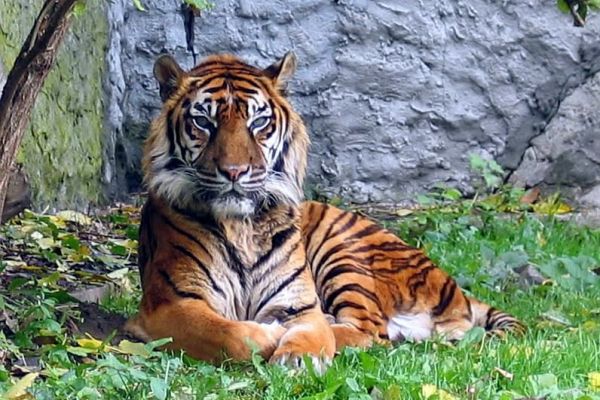 Tigre Tigre