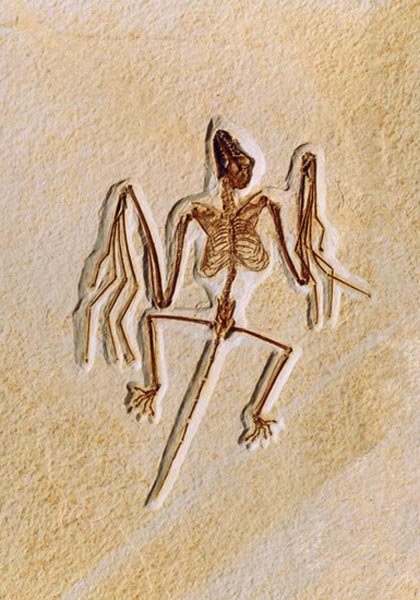El fósil del murcielago hallado en EE UU El fósil del murcielago hallado en EE UU