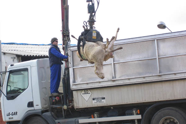 ovejas muertas ovejas muertas