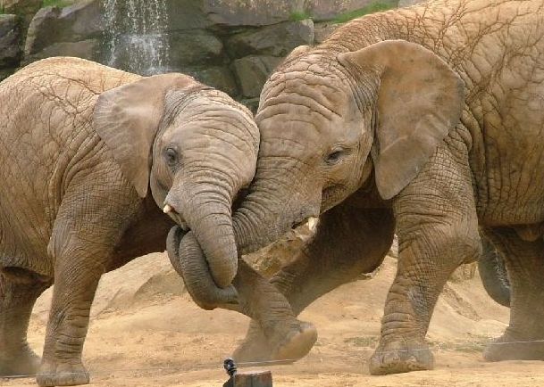 Llega la tarifa plana al Bioparc: habrá visitas ilimitadas por sólo 41