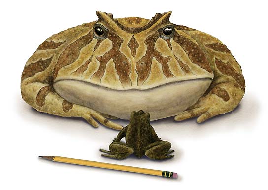 El sapo gigante El sapo gigante