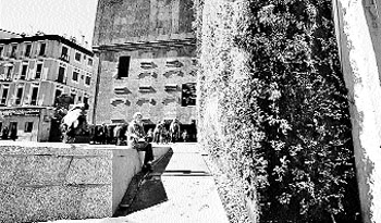Calvas en el jardín vertical Calvas en el jardín vertical