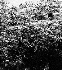 Detenido por convertir su casa en una plantación de cultivo de marihuana Detenido por convertir su casa en una plantación de cultivo de marihuana
