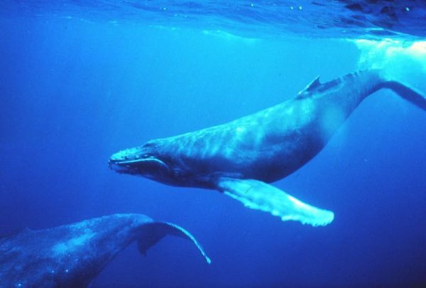 Ballena Ballena