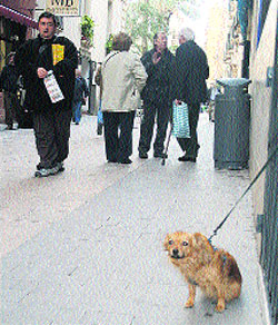 Perros a la venta de dudosa procedencia Perros a la venta de dudosa procedencia