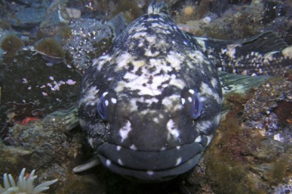 Notothenia coriiceps Notothenia coriiceps